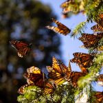 Tamaulipas forma parte de la gran travesía de la mariposa monarca, ¿lo sabías-