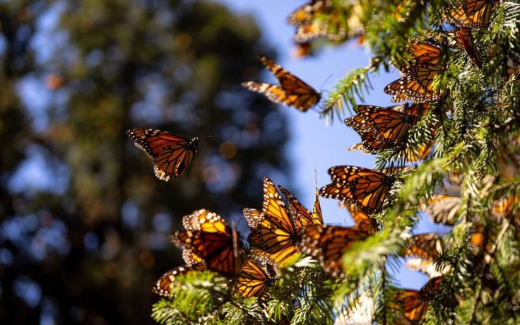 Tamaulipas forma parte de la gran travesía de la mariposa monarca, ¿lo sabías-